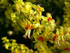 Jabonero De La India (koelreuteria Paniculata ) 2