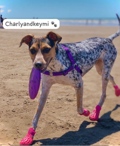 Charlyandkeymi Dog Crocs 1