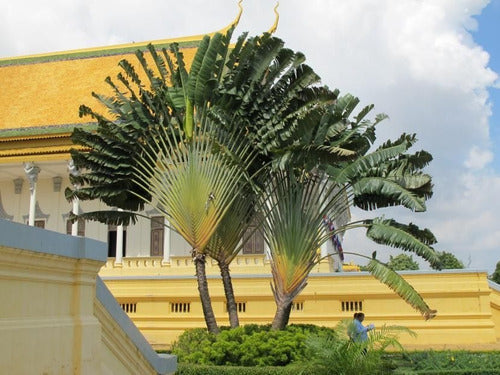 Palma Del Viajero ( Ravelana Madarascariensis)plantines 1