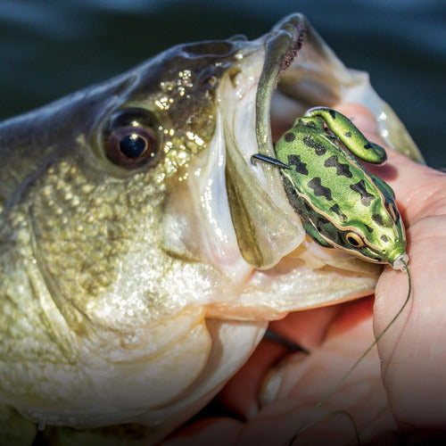 Lunkerhunt Lunker Frog - Freshwater Fishing Lure, Realistic Design, Green Tea 7