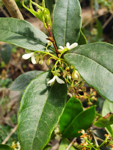 Olea Fragans, Flores Blancas Fragancia Exquisita! 5