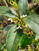 Olea Fragans, Flores Blancas Fragancia Exquisita! 5