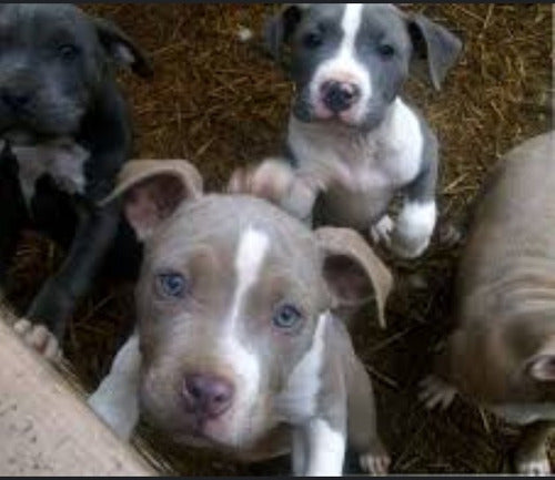 Pitbull Puppies for Sale - 45 Days Old 2