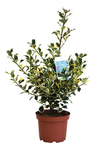 Ilex Aquifolium Aurea Variegata 0