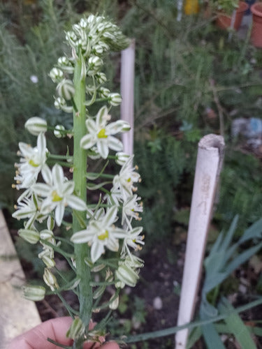 Lucky Onion Plant (Ornithogalum Caudatum) Giant Bulb 5