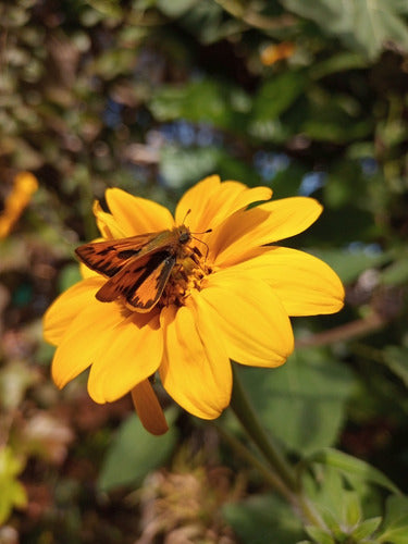 Combo X 5 Plantas Alimentan Mariposas Y Colibríes 7