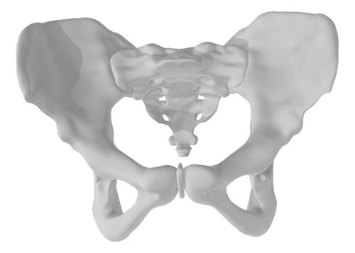 JMC 3D Female Pelvis Model 0