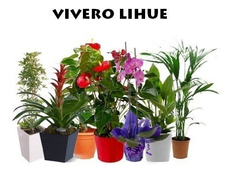 VIVERO LIHUE Violeta Africana 1