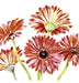 Paper Design Servilletas Paper Design Gerbera Art 33x33 Cms 0