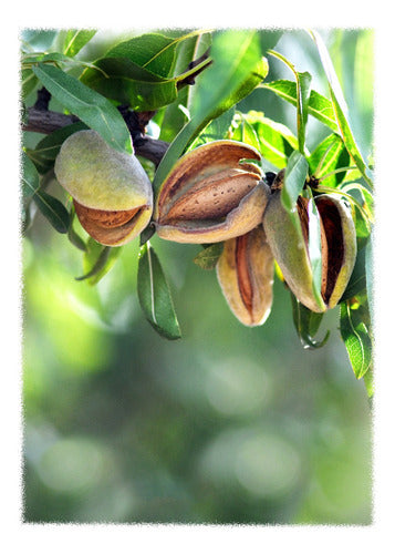 Vivero ArandanosdelSol Arbol De Almendra - Almendro 2 Metros 0