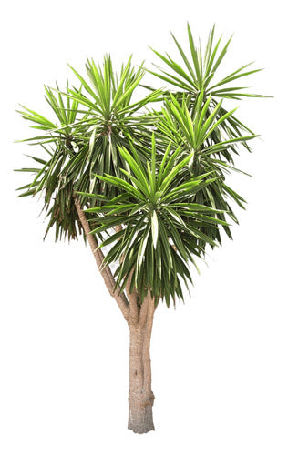 Yuca Palmera 1.30 M Aprox 0