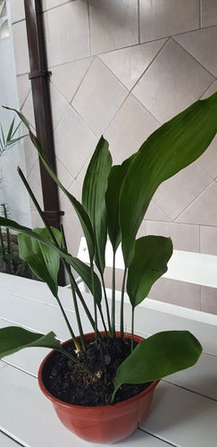 Aspidistra Elaitor -hoja De Salon- 3