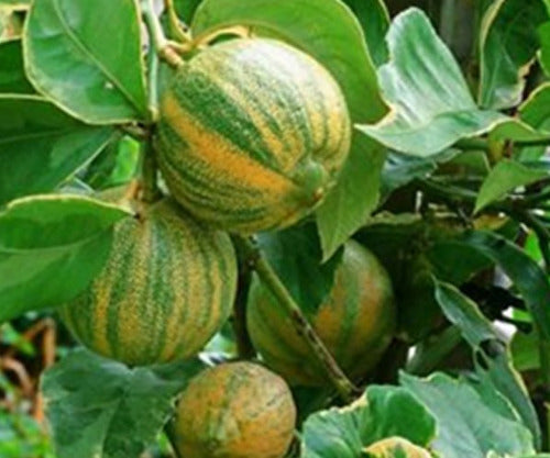 Limonero Variegado 4 E - H E R M O S O - E.gratis Amba 1