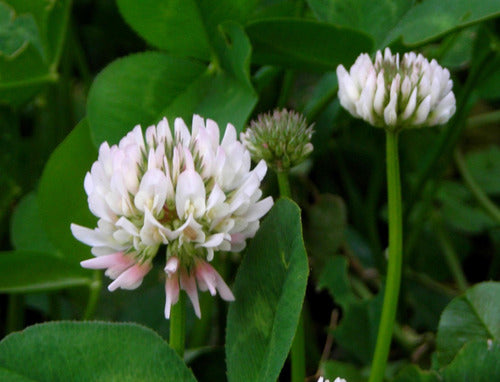 100 Dutch White Clover Seeds - Imported Flower 2