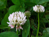 100 Dutch White Clover Seeds - Imported Flower 2