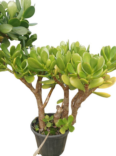 Jade Tree - Free Shipping 0