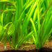 Assorted Giant Vallisneria Offer from Aquatic World 3