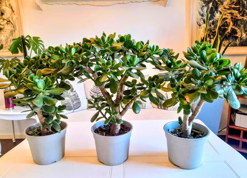 Árbol De Jade Suculenta 50 Cm En Maceta 4