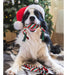 Pweituoet Christmas Toys For Dogs With Christmas Stockings 4