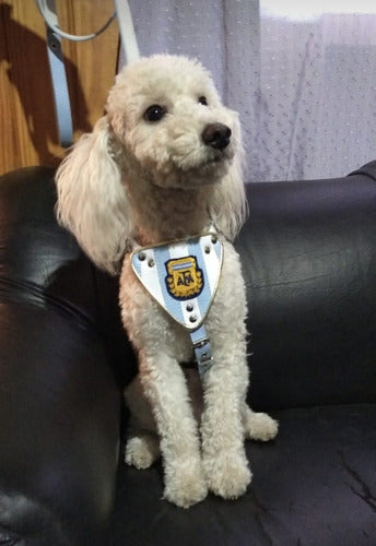 Small Dog Harness and Walking Chain for Breeds Like Poodle 2