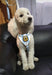 Small Dog Harness and Walking Chain for Breeds Like Poodle 2