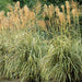 Miscanthus Sinensis 'cabaret', Gramínea Ornamental ! 2