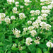 100 Dutch White Clover Seeds - Imported Flower 3