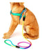 Zoomundo Multicolor Fluo Leash and Harness for Small Dogs, Cats, and Rabbits 3