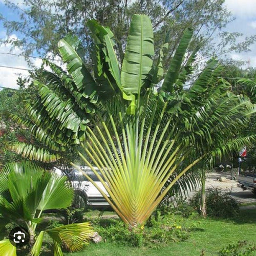 Ravenala Madagascariensis Árbol Del Viajero 0