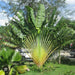 Ravenala Madagascariensis Árbol Del Viajero 0