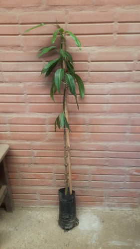 Planta De Mango Injertada Variedad Osteen 1