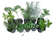 Plantines Aromaticas Agroecológicos Kit X 10 0