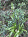 Lucky Onion Plant (Ornithogalum Caudatum) Giant Bulb 7