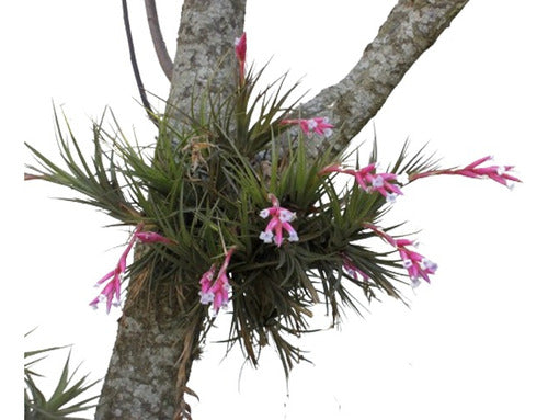 Verde Es Vida Thillandsia Tenuifolia Clavel Del Aire Epifita Esqueje Bulbo 0