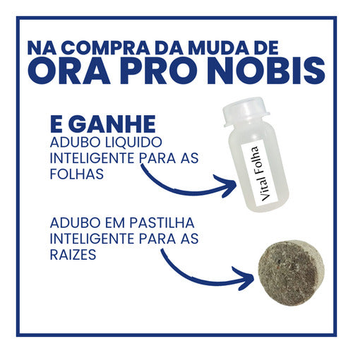 Muda De Ora Pro Nobis Legítima Pereskia Aculeata+2 Adubo 1