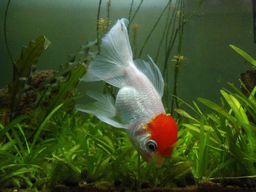 Goldfish Red Cup Small Aquatic World Offer 1