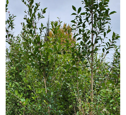 Eugenias Gigantes, (syzygium Paniculatum)  Cercos ! X Mayor 5