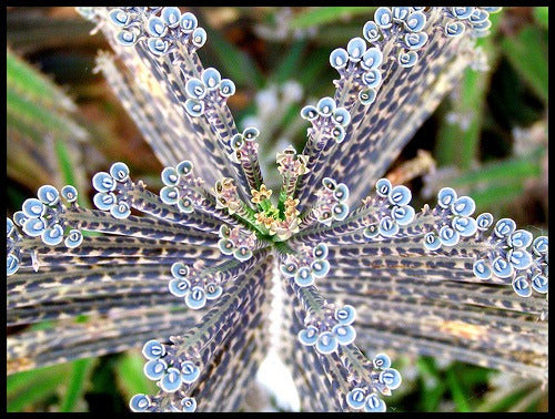 Kalanchoe Tubiflora Grande 0