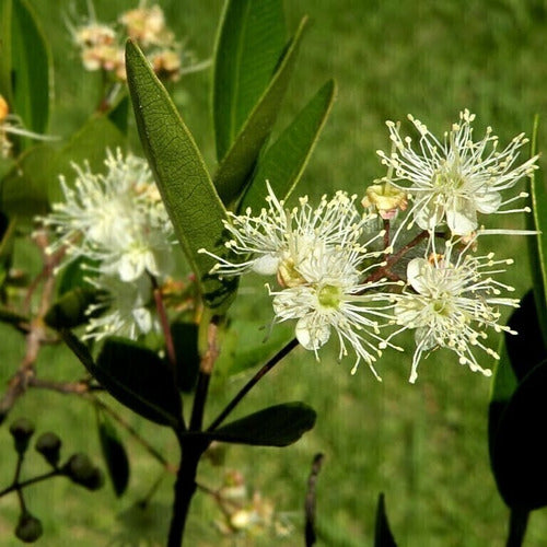 Mato Guayabo Colorado Myrcianthes Cisplatens Arbol Nativo 1