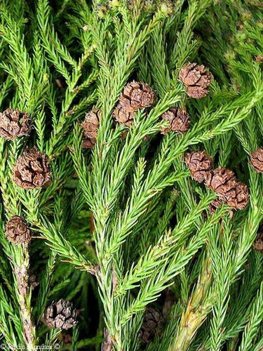 Cryptomeria Japónica ( Cedro Del Japón ) 4