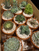 Only-Woman Decorative White Stones for Succulents and Cacti - 1 Kg 6