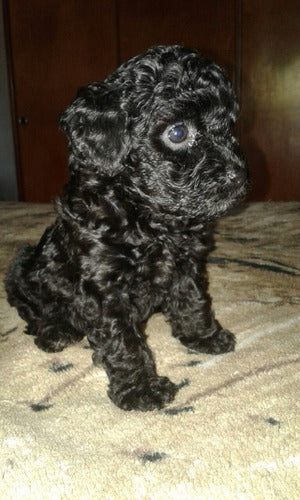 Caniche Mini Toy Negro Re Tiernos 1