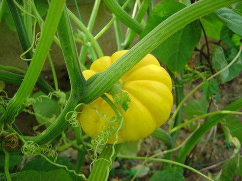 VPS Semillas De Zapallitos De Adorno Mini Calabazas 1