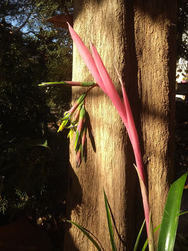 Billbergia Nutans - Lágrimas De Reina X 3 3