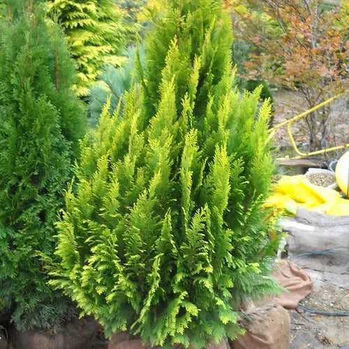 Chamaecyparis Lawsoniana  Allumigold 1