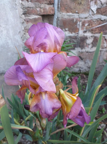 De.Lirios y Suculentas Rizoma de Lirio Germánico Rosa China Maid - Iris x 3 Unid 1