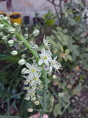 Lucky Onion Plant (Ornithogalum Caudatum) Giant Bulb 6