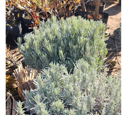 Lavandula Angustifolia (L. Spica)(L. Oficinalis) (Alhucema) 1