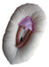 Vulva 25 Cm 0