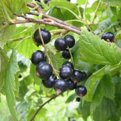 Plantas De Cassis (grosella Negra) - Fruto Del Bosque 1